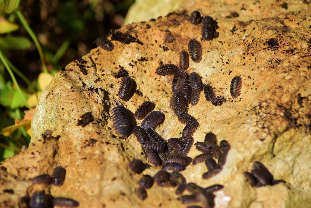 Woodlouse