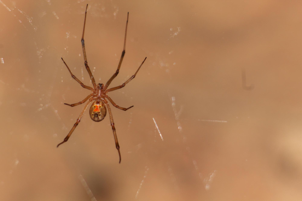Spider
