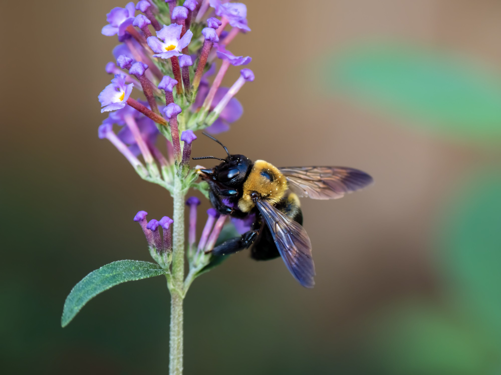 Bumblebee