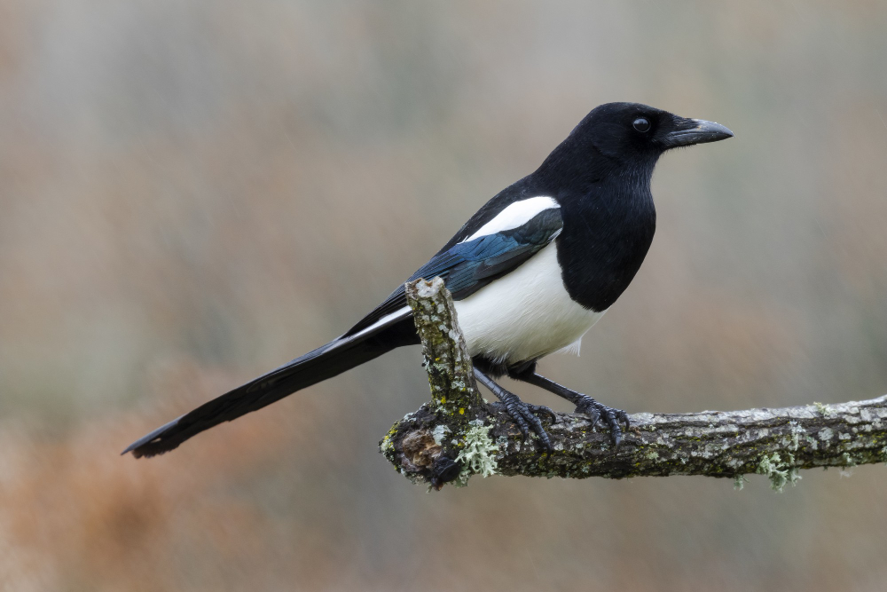 Magpie