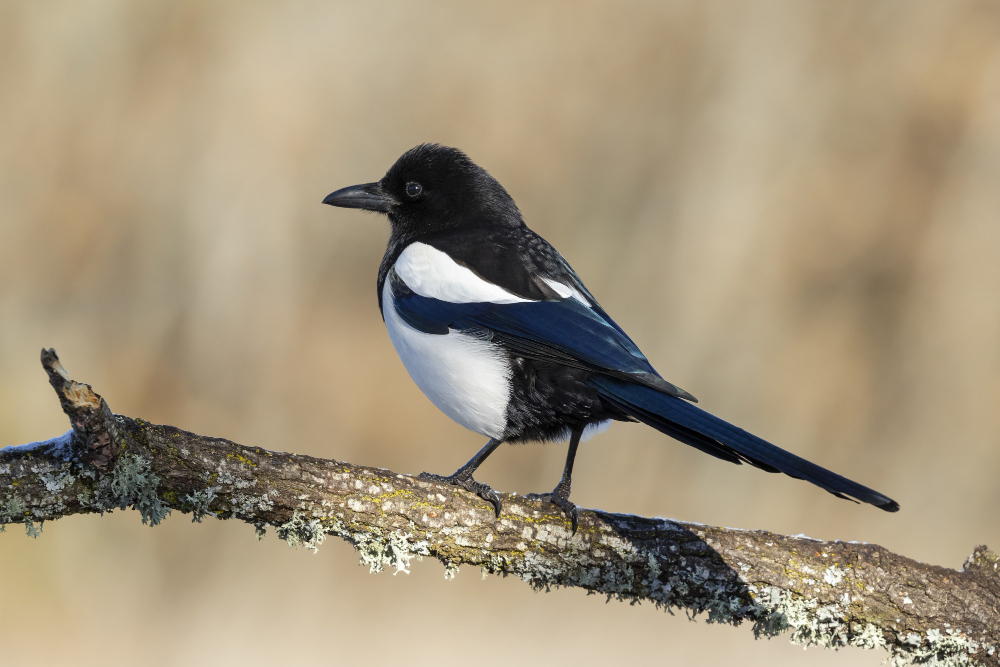 Magpie