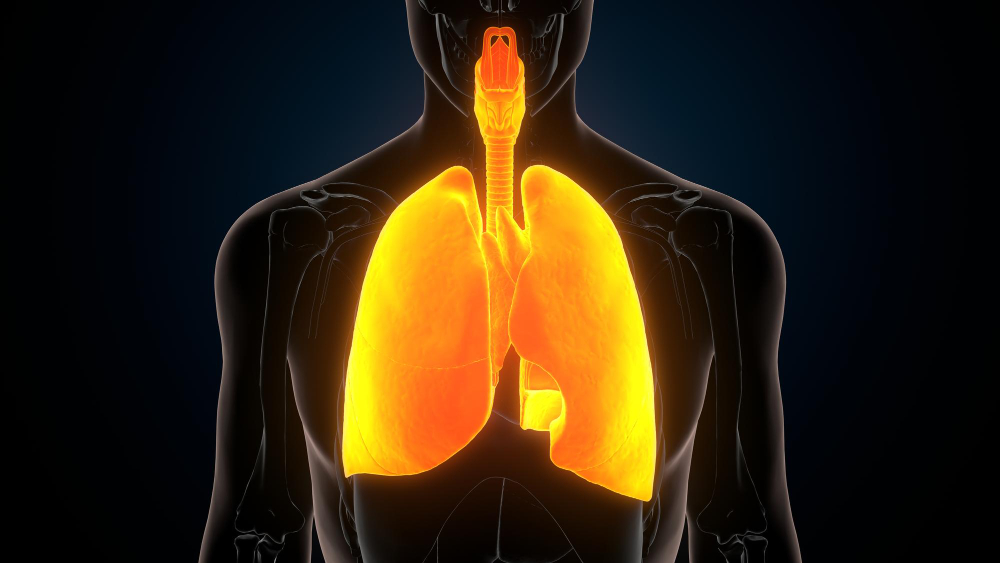 Lungs