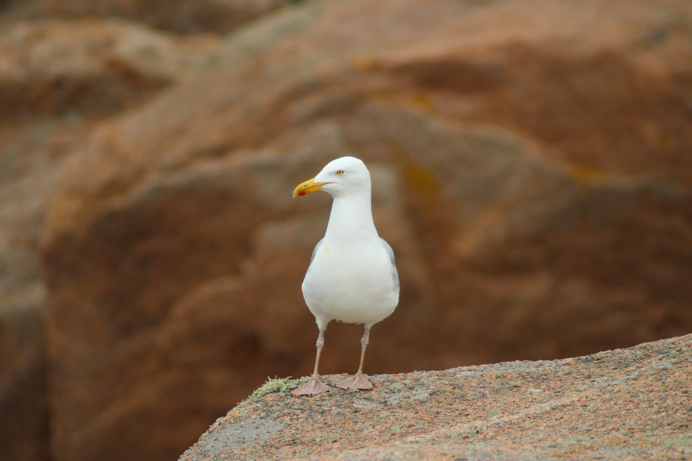 Seagull