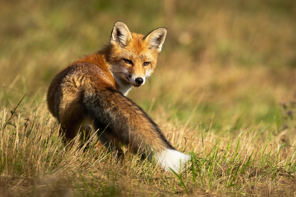 fox