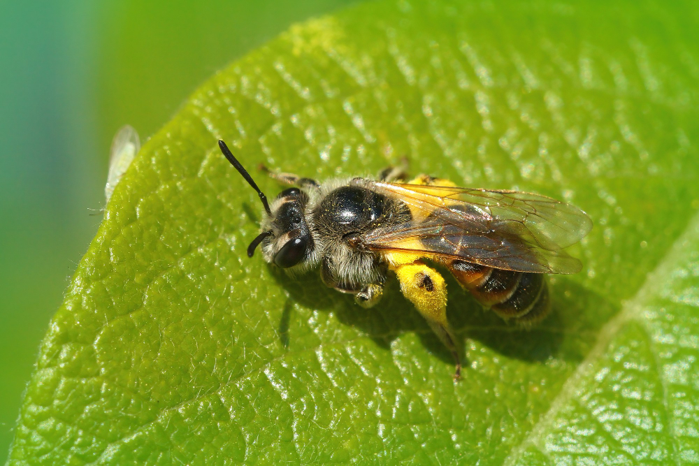 Wasp