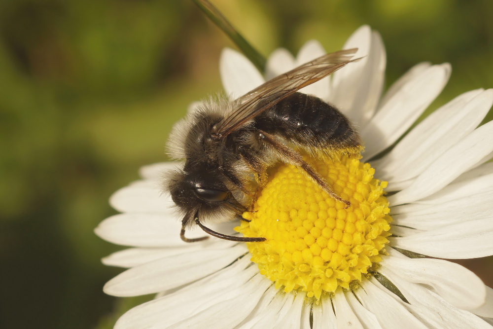 Bumblebee