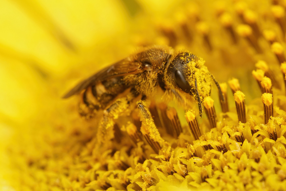 Bumblebee