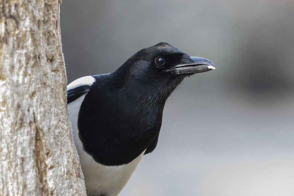 15 Things About the Magpie, Starting With the Fact That It Does Not Steal Shiny Things