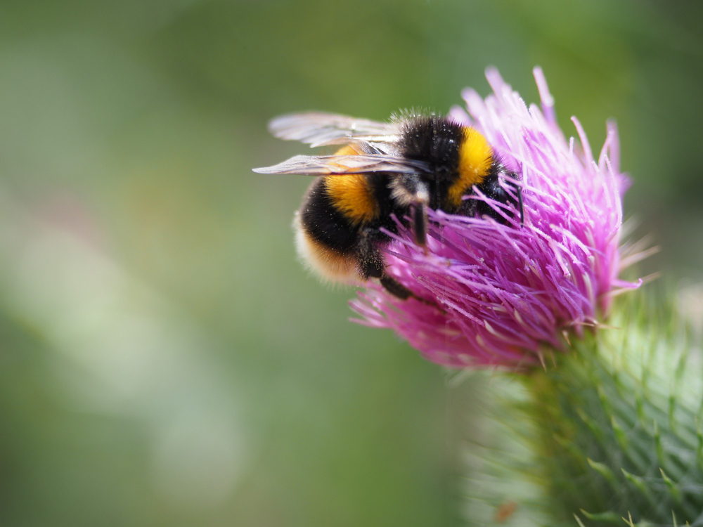 Bumblebee