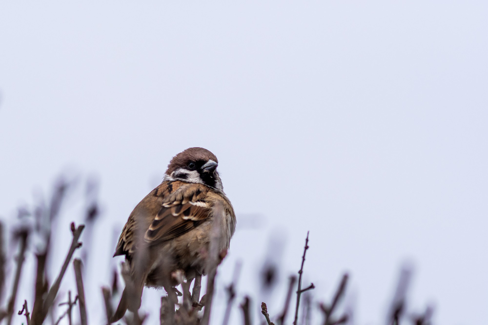 Sparrow