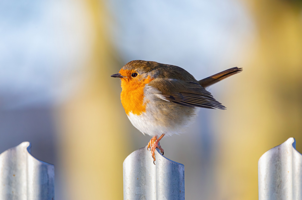 Robin Bird