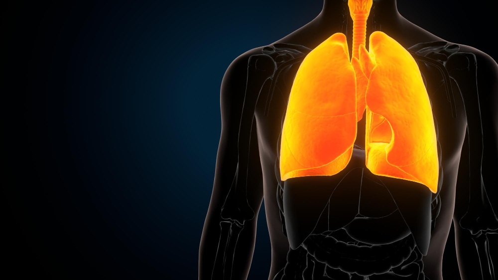 Lungs