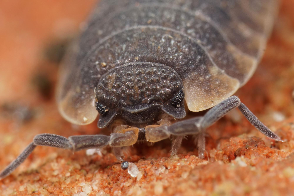Woodlouse