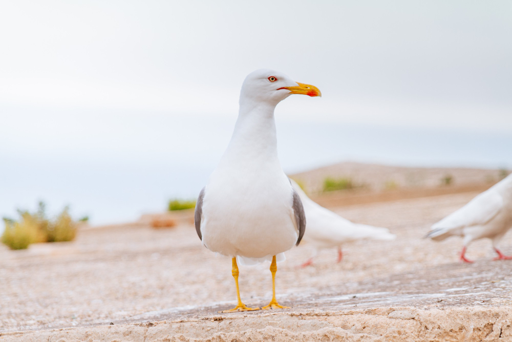 Seagull