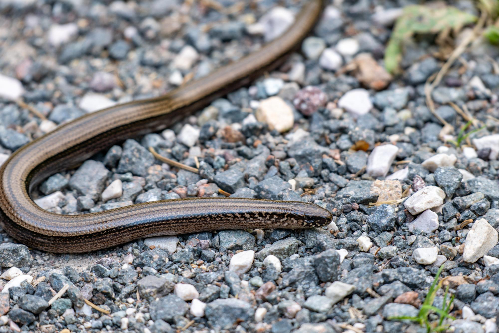 Slow Worm