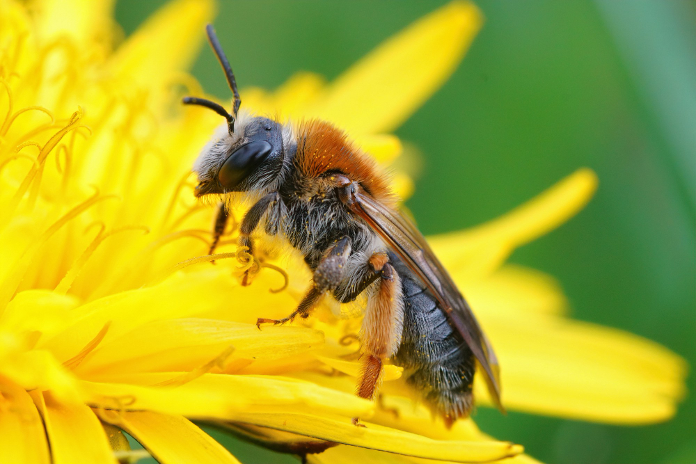 Bumblebee