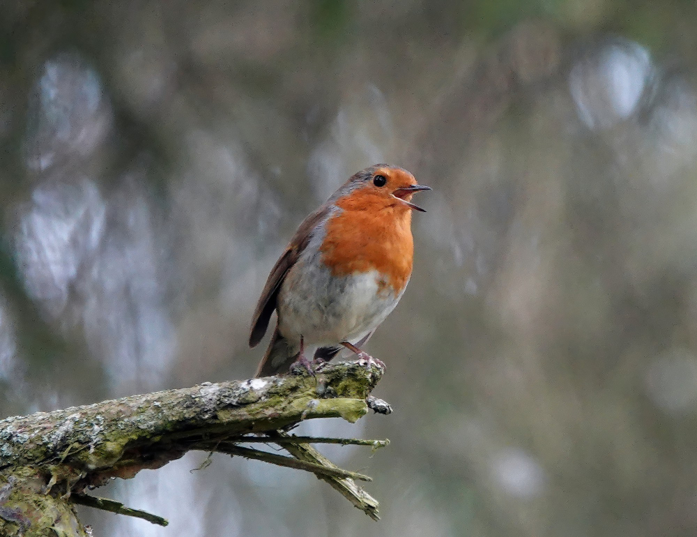 Robin Bird