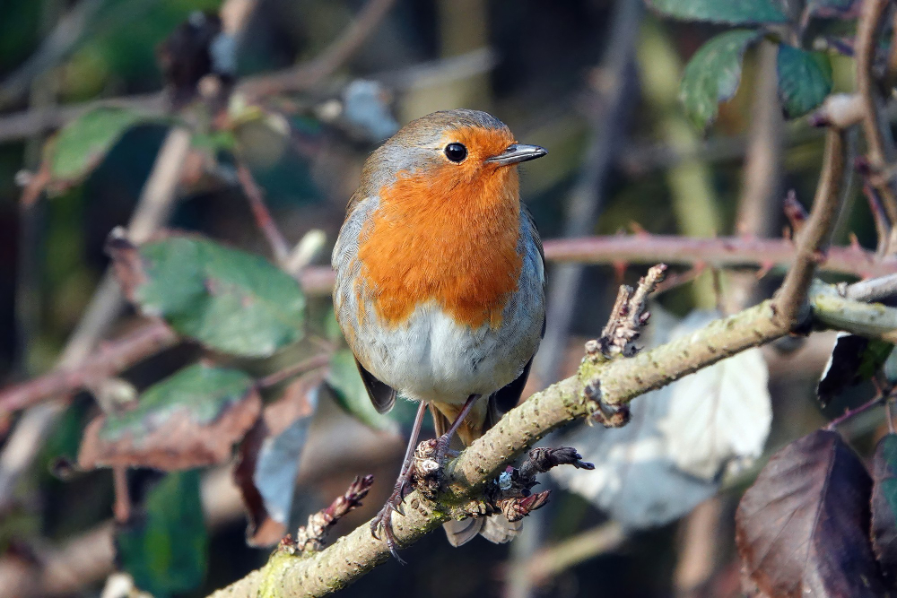 Robin Bird