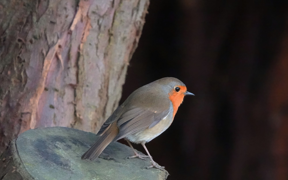 Robin Bird