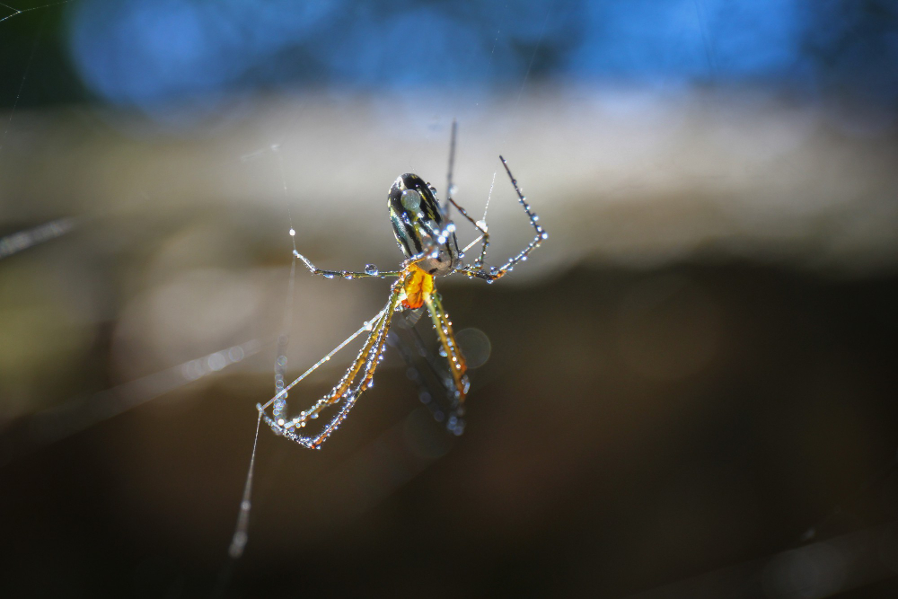 Spider