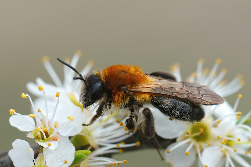 Bumblebee