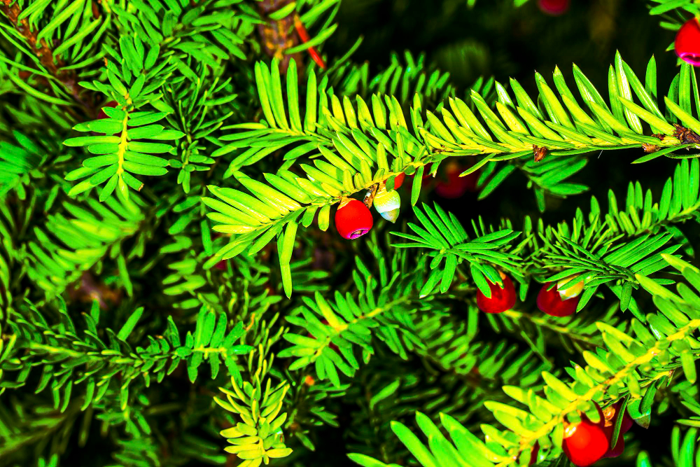 Taxus