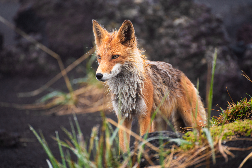 fox