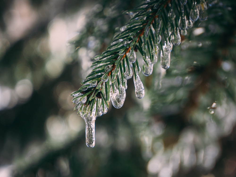 garden frost