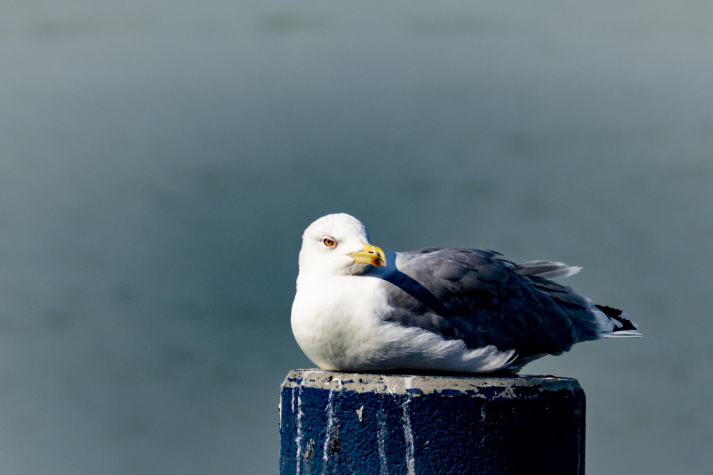 Seagull