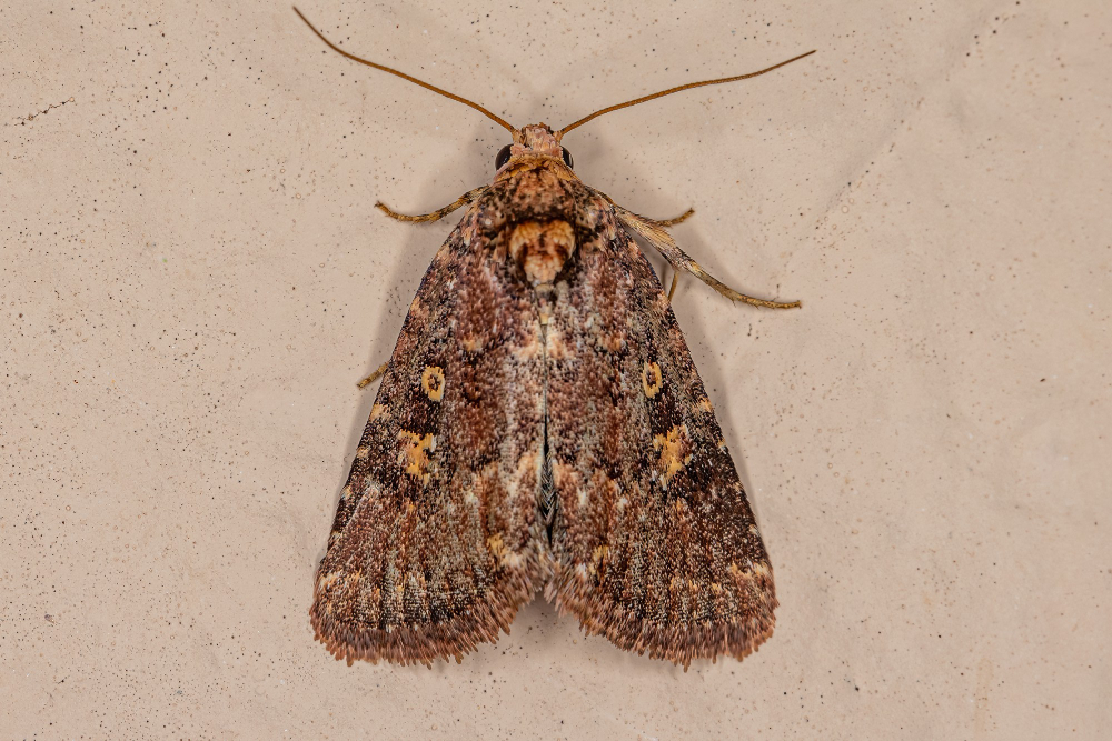 clothes moth