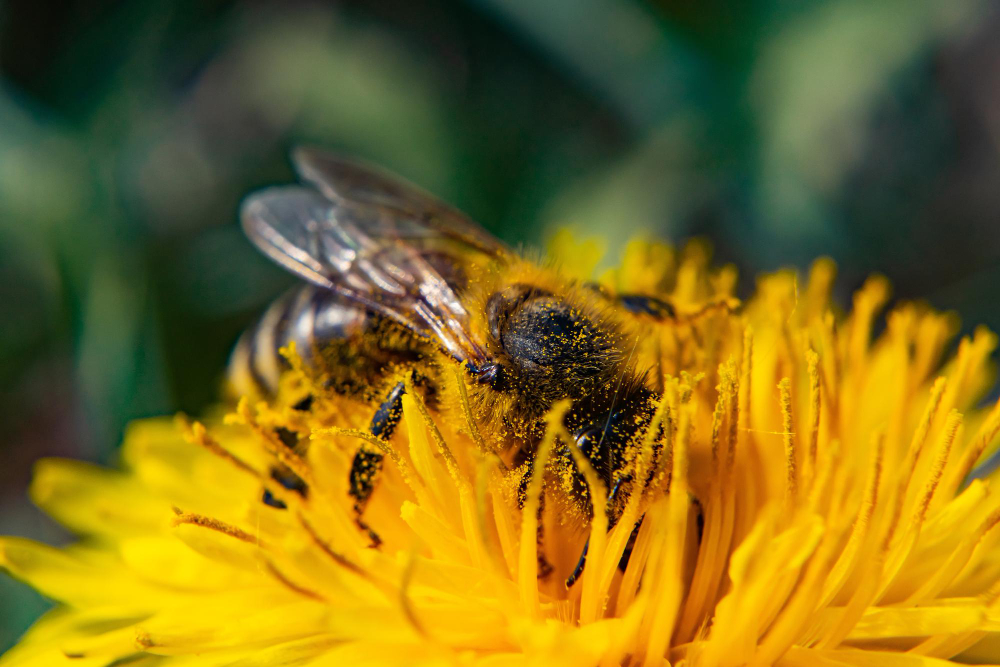 Bumblebee