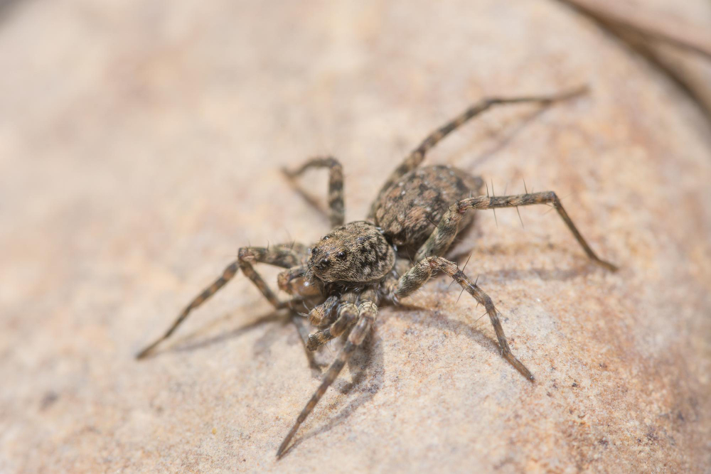 Spider