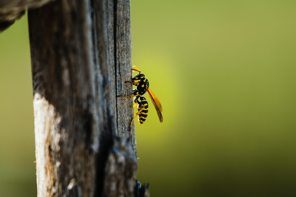 Wasp