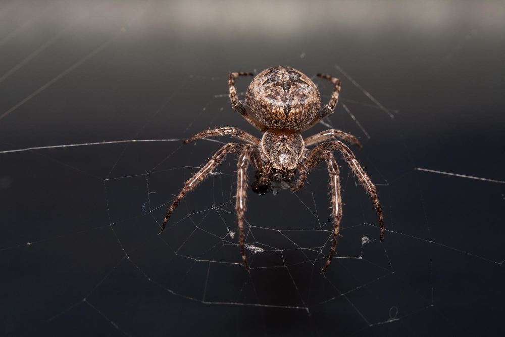 Spider