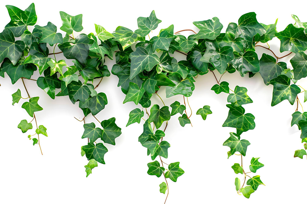 Ivy