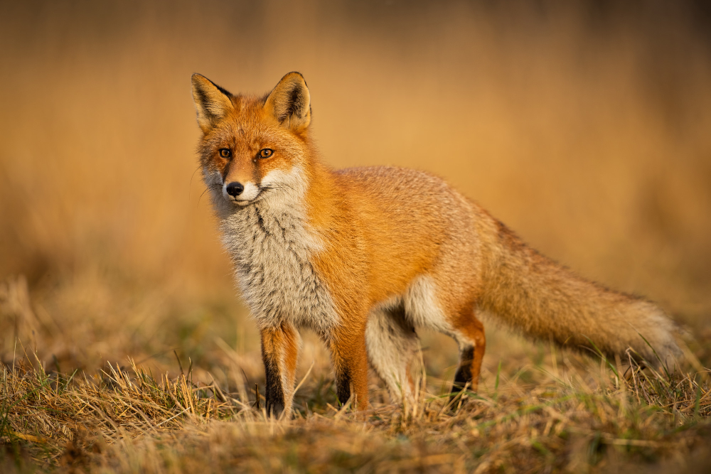 fox