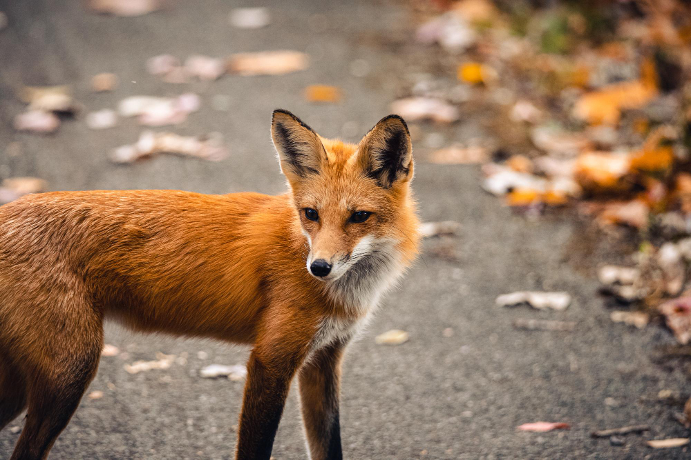 fox