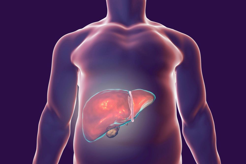 human liver