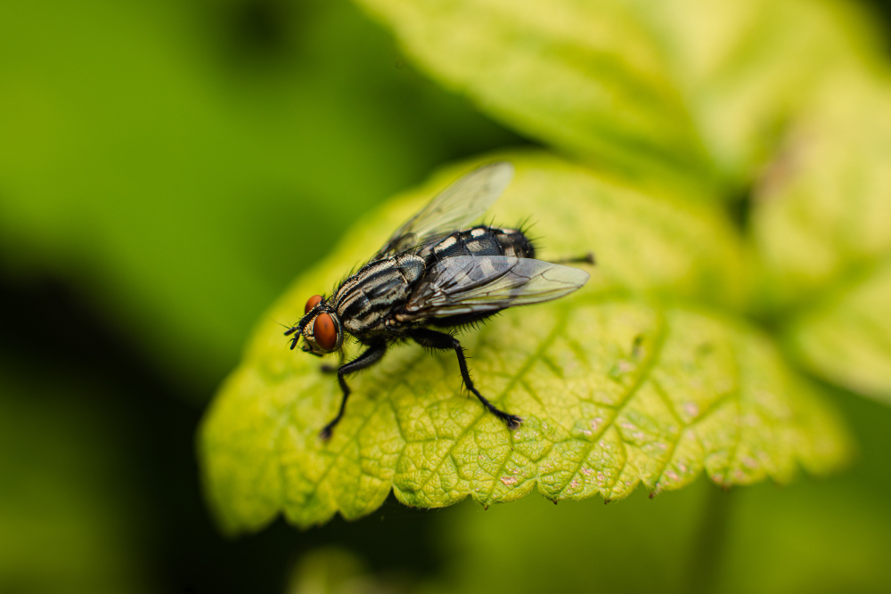 housefly