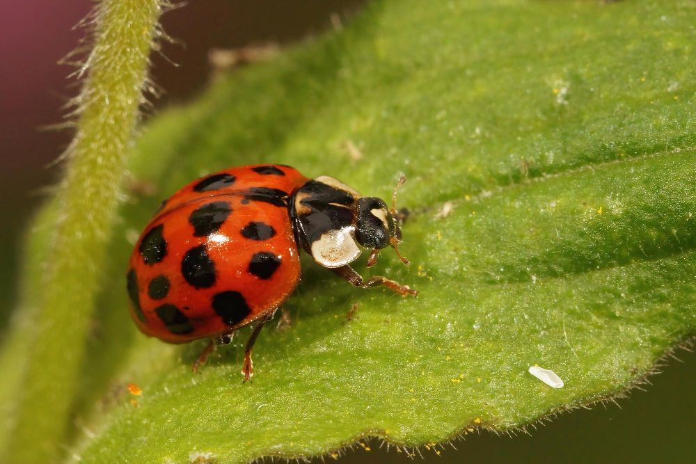 Ladybird