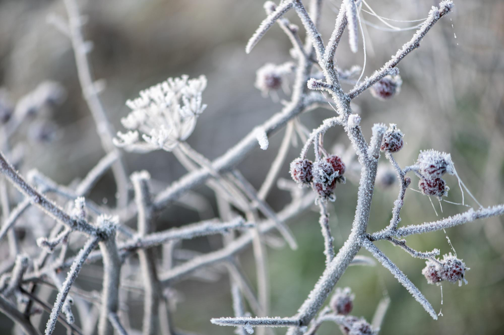 garden frost