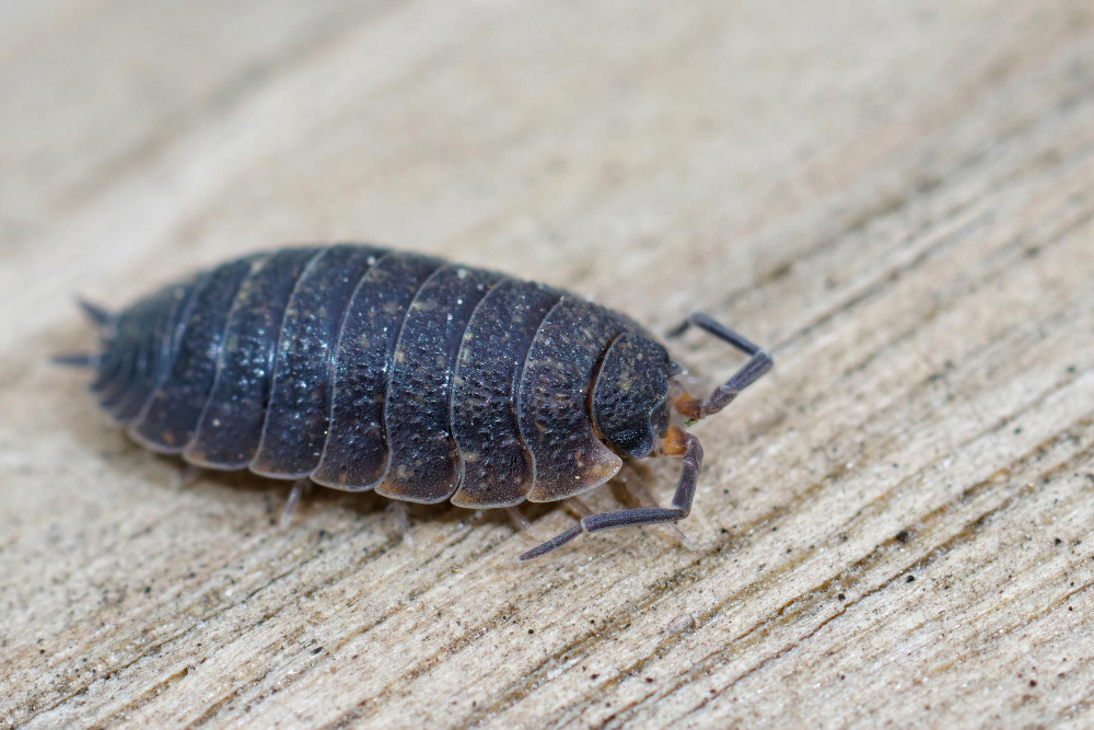 12 Things About the Woodlouse, Which Is Not an Insect, Has Gills, and Drinks Through Its Back End