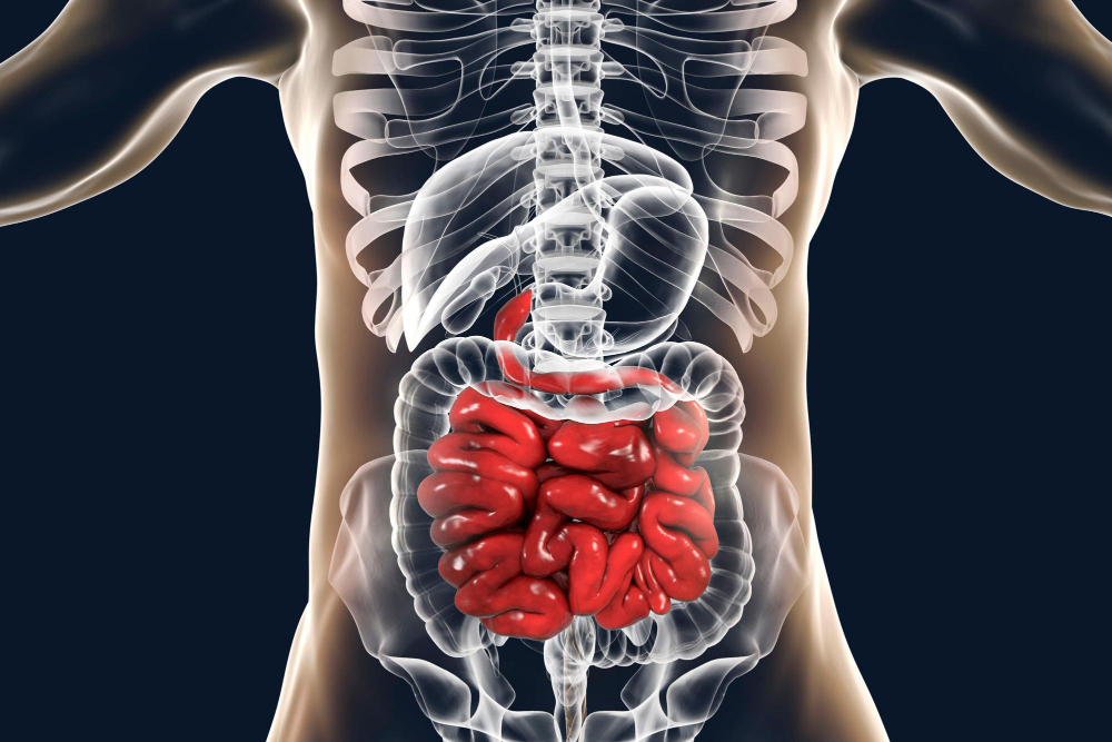 Digestive System
