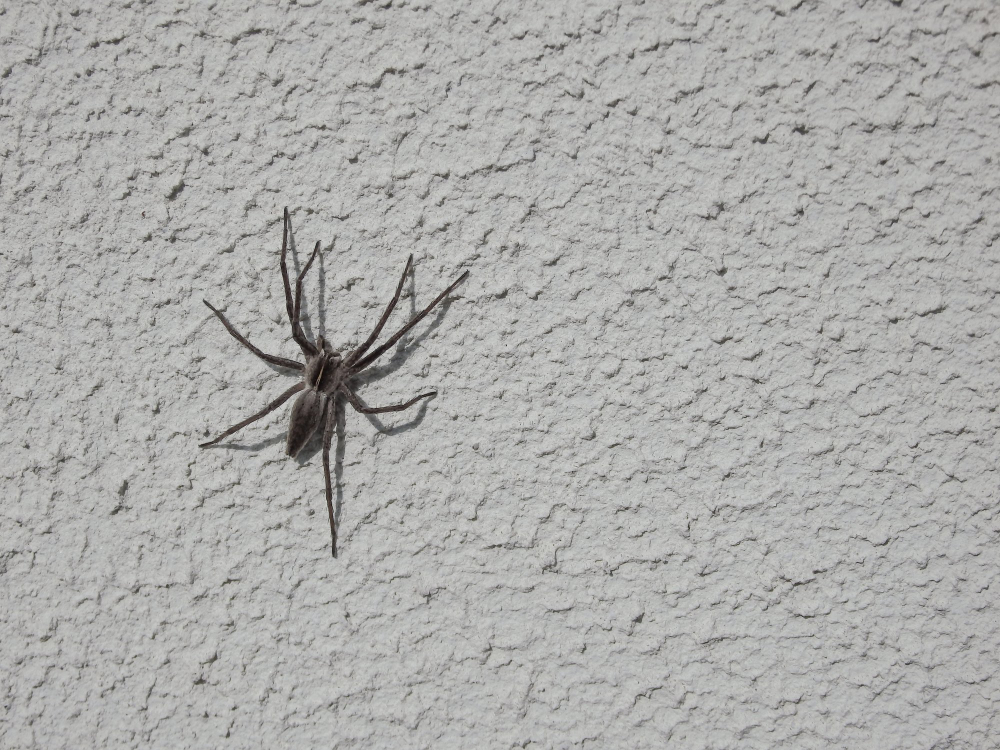 Spider
