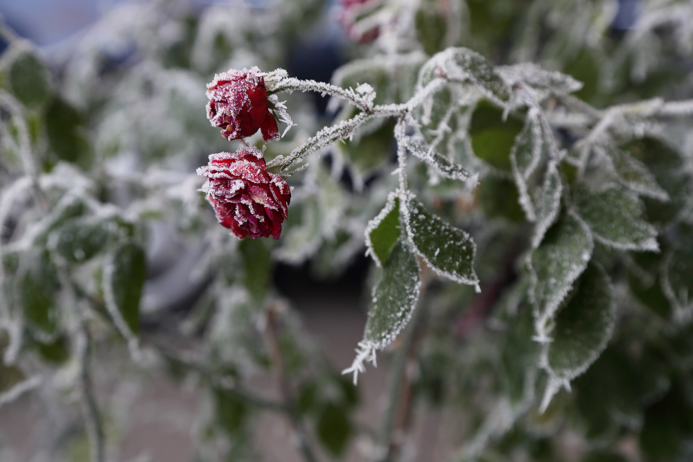 garden frost