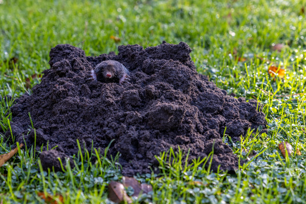 Molehill