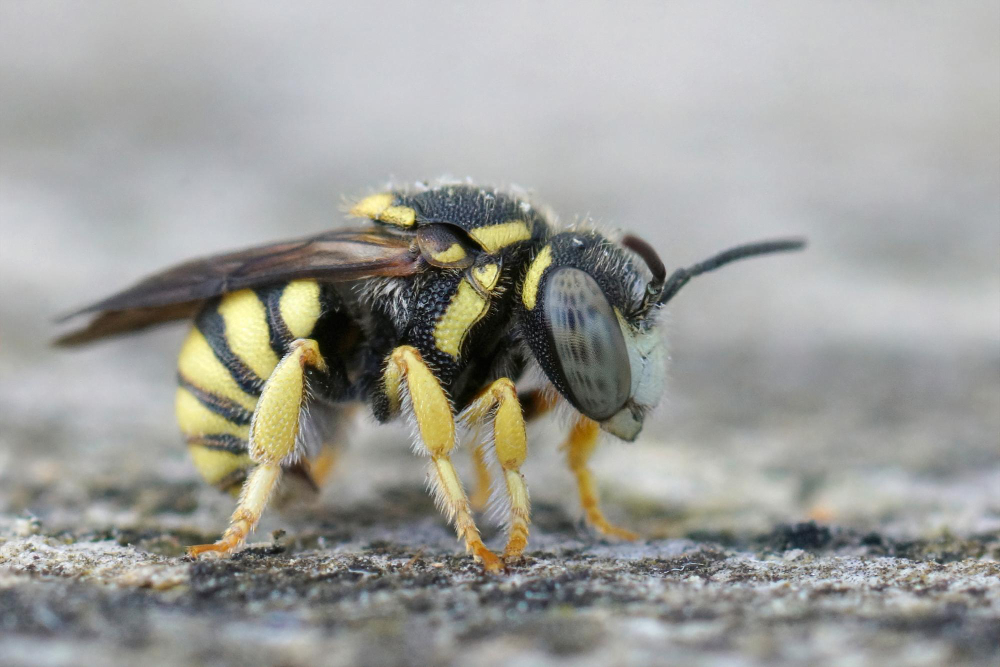 Wasp