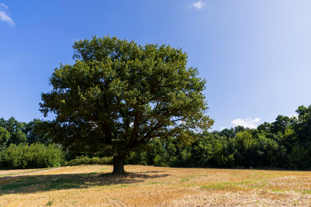 Oak Tree