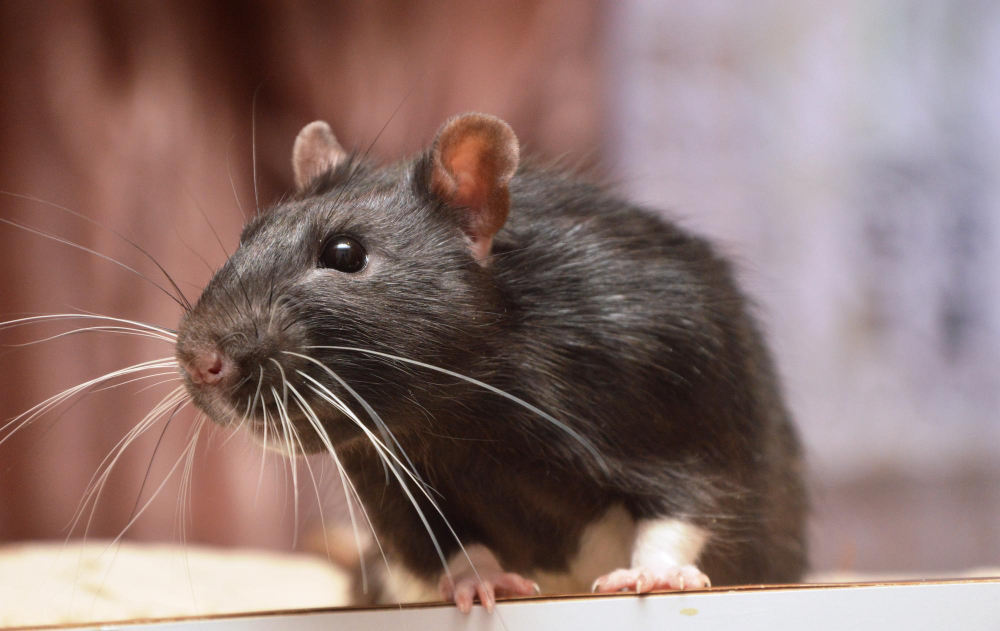 10 Things About the House Mouse, Starting With the Fact That It Is Not Especially Interested in Cheese
