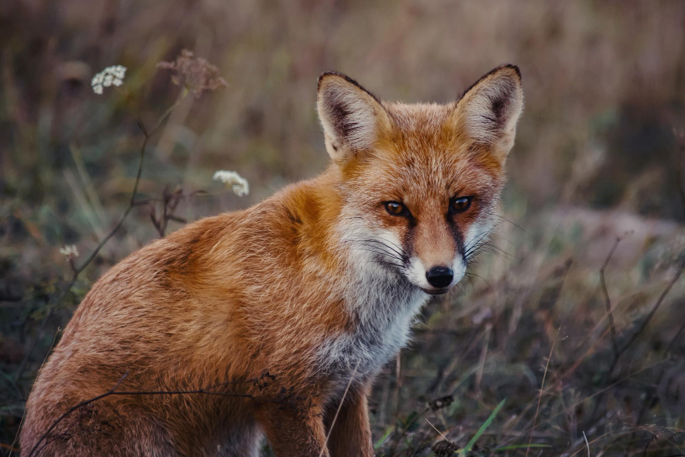 fox